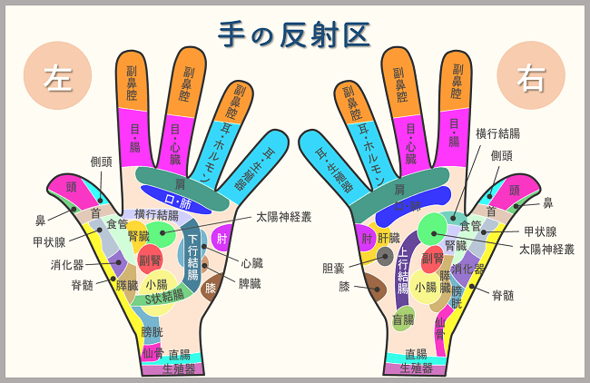 初心者向け リフレクソロジーのやり方を施術準備から反射区の刺激方法までわかりやすく解説 Theraphilia